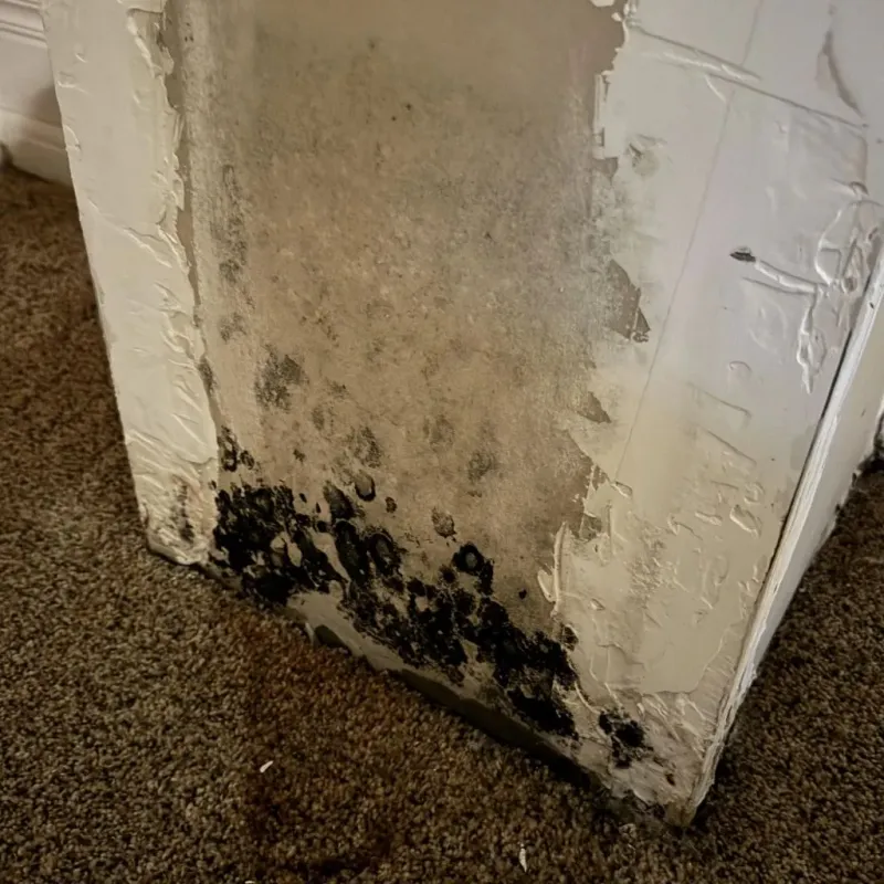 Professional Mold Removal in Hartford, ME